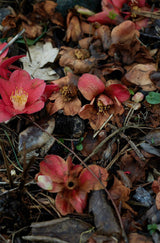 Wax Atelier Currant Tapered Pair