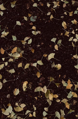 Wax Atelier Myrtle Tapered Pair