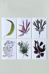 Lyngbye's Cock's Comb Greeting Card