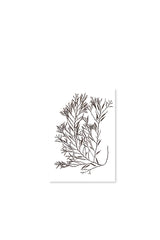 Sea Oak Greeting Card