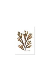 Serrated Wrack Greeting Card
