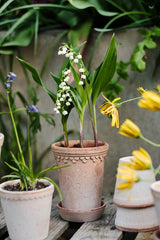Copenhagen Rose Pot & Saucer Tall